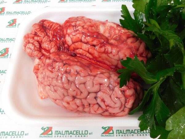 Cervello equino
